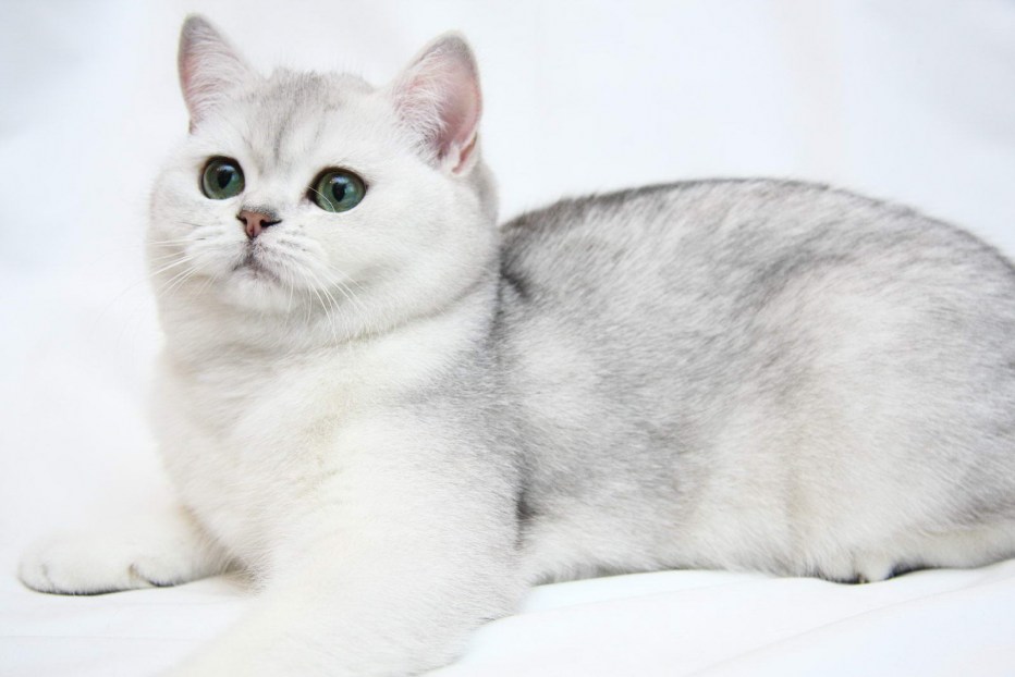 Британская короткошёрстная шиншилла