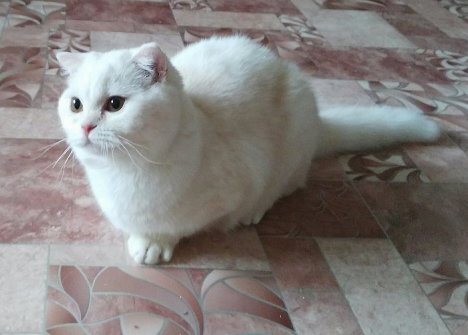 Шотландский кот окрас камео