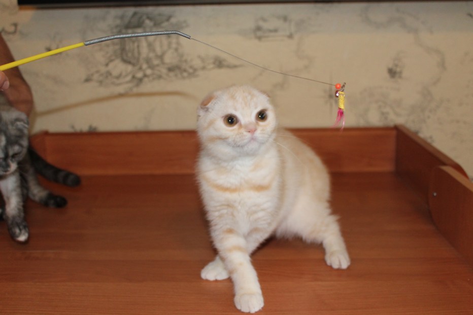 Котята фолд камео