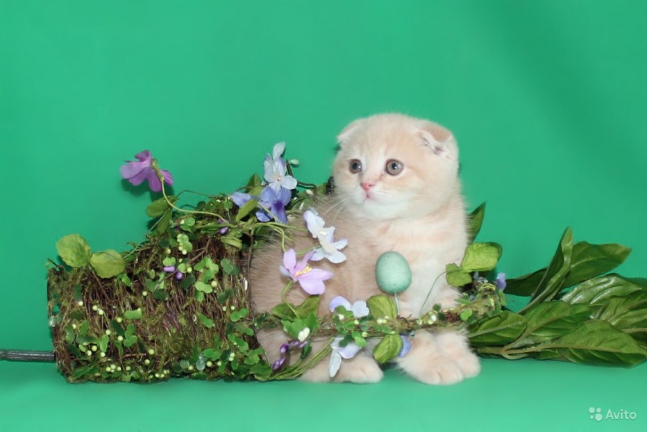 Камео кошка