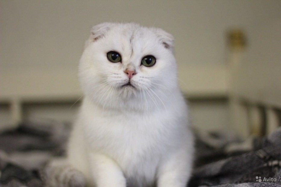 Набор для любителей кошек