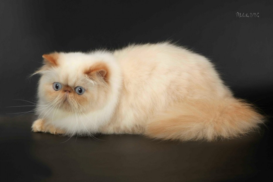 Гималайская Персидская кошка