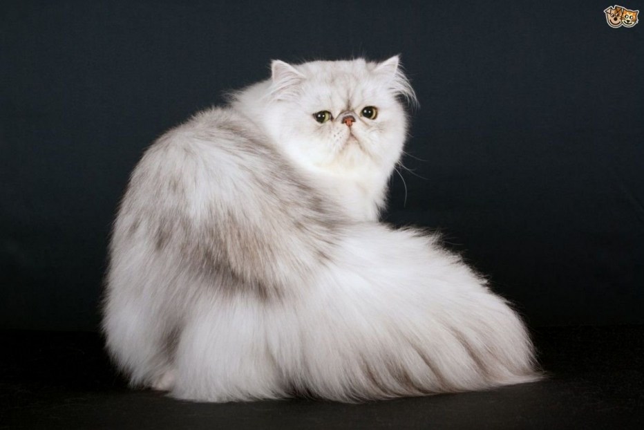 Скоттиш фолд камео
