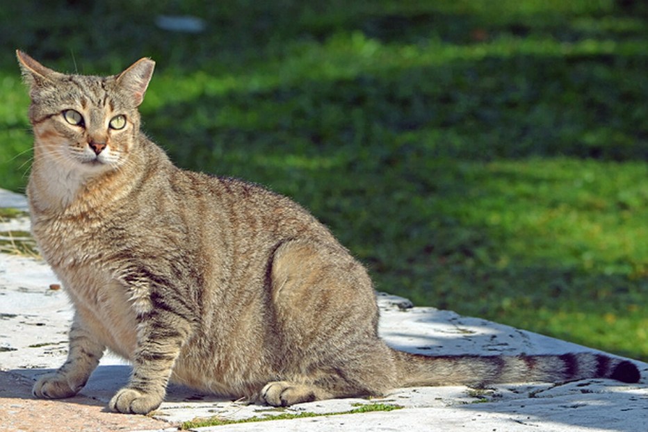 Беременная кошка с котятами