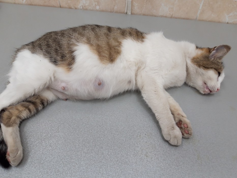 Кошки вынашивают котят