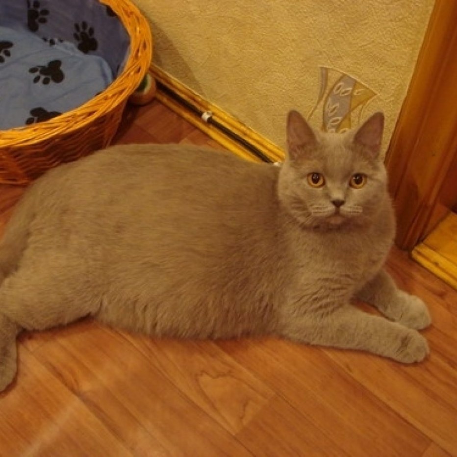 Беременная кошка табби