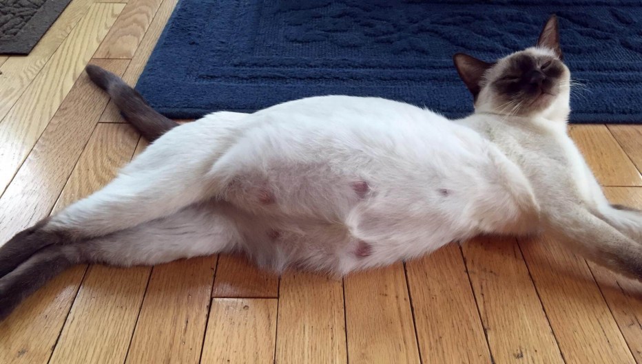 Беременные котики