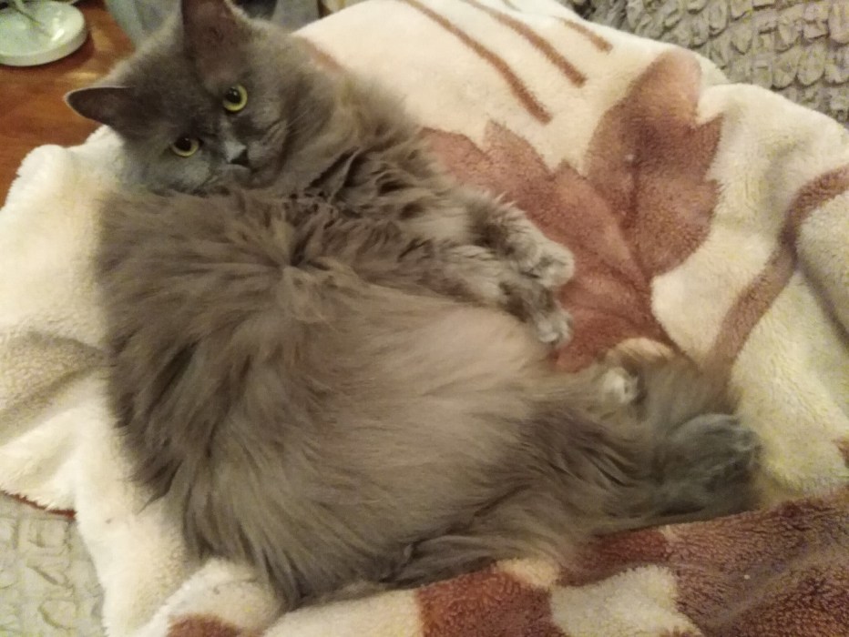 Котят которые беременные