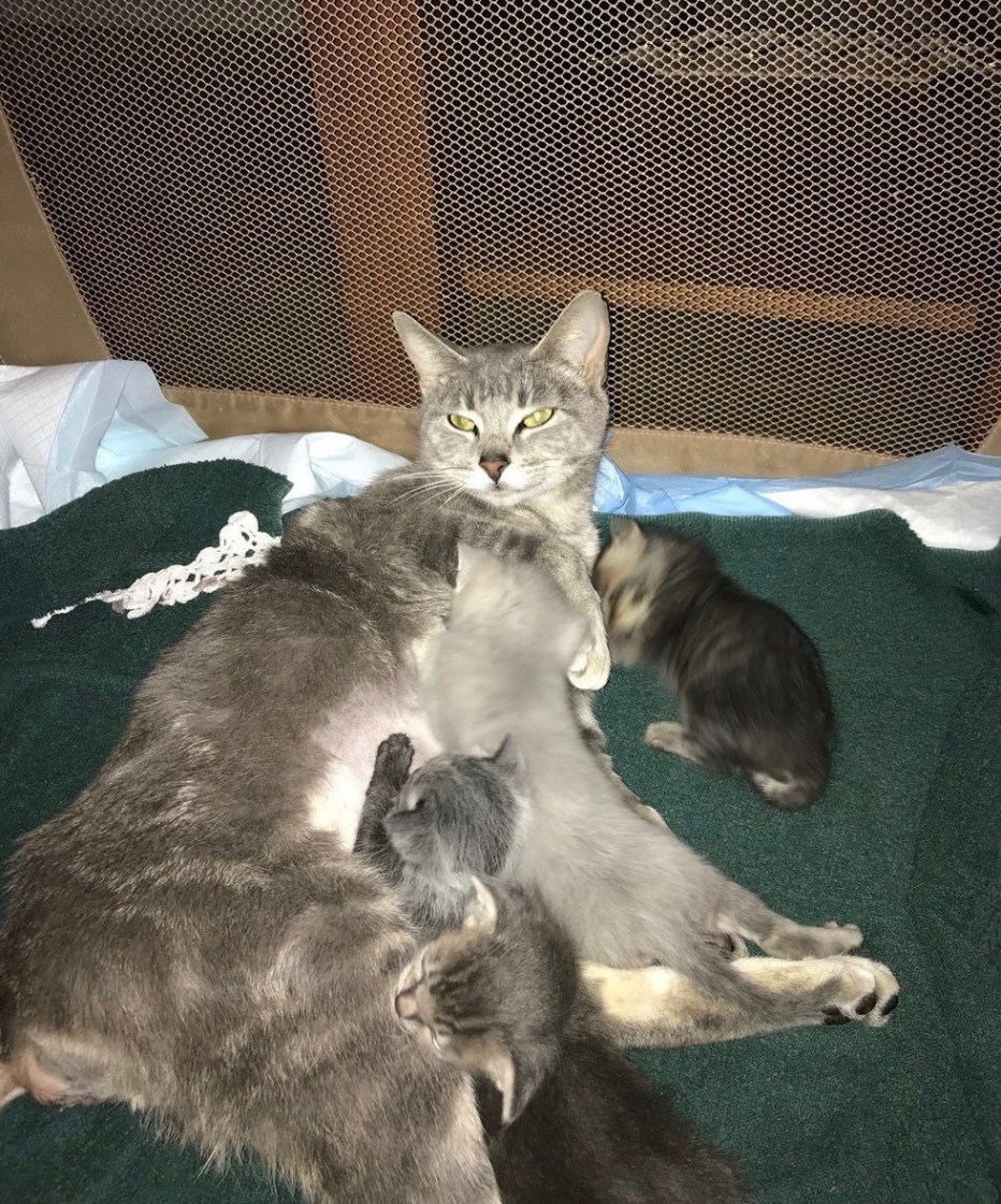 Беременность кошки сфинкс