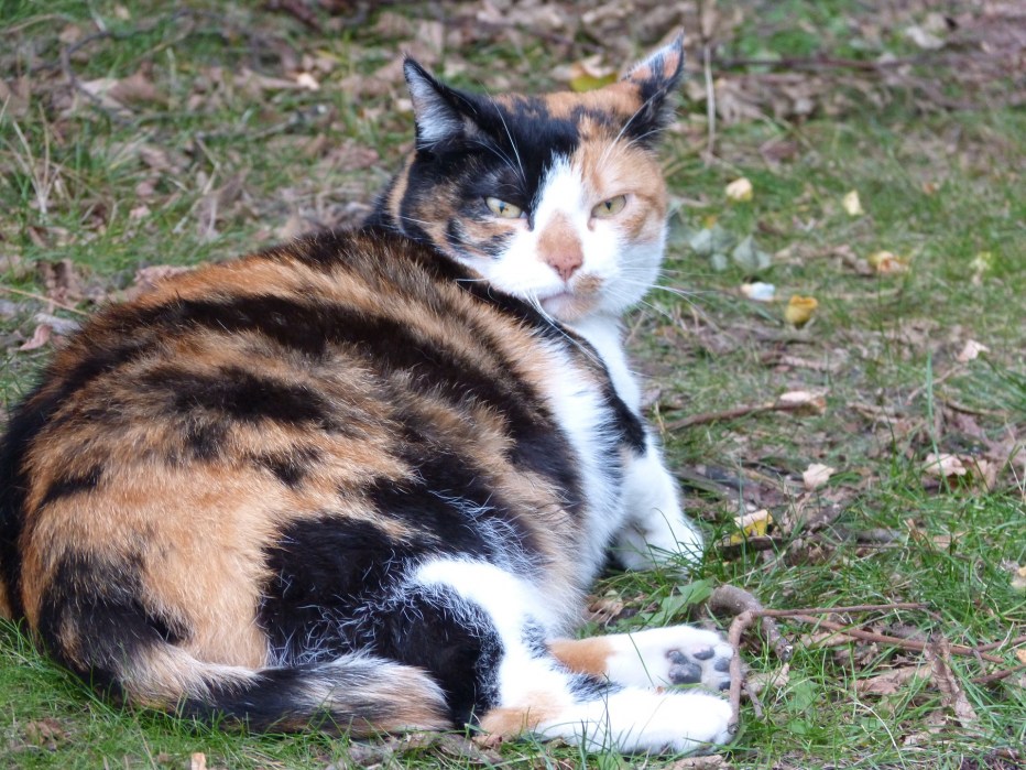 Беременные котики