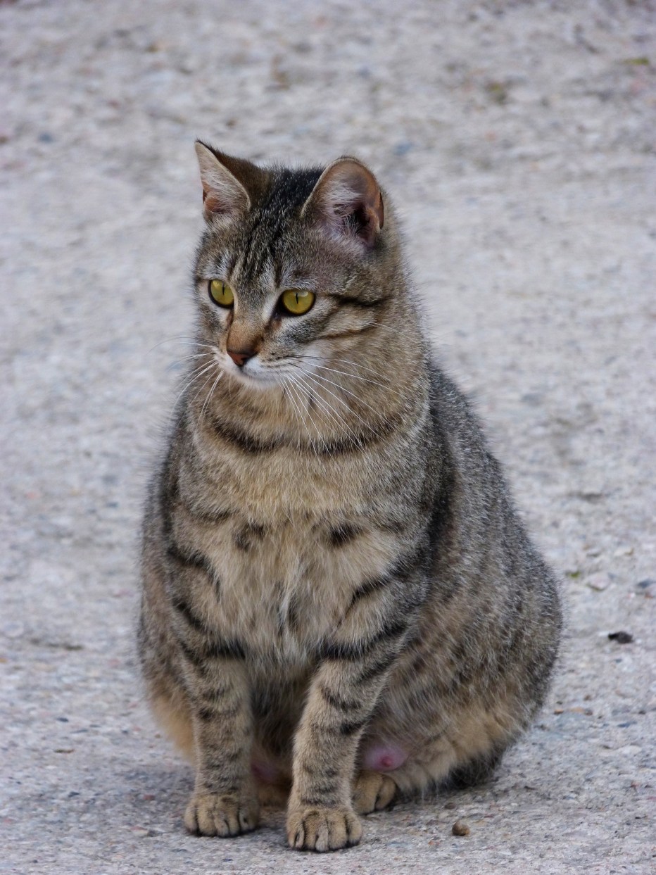 Беременные котики