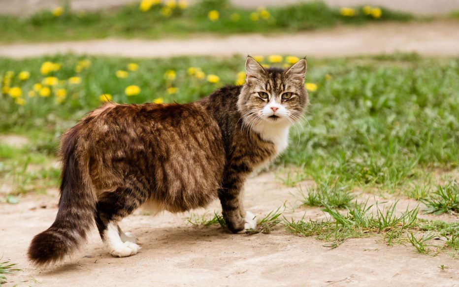 Беременные сфинксы кошки