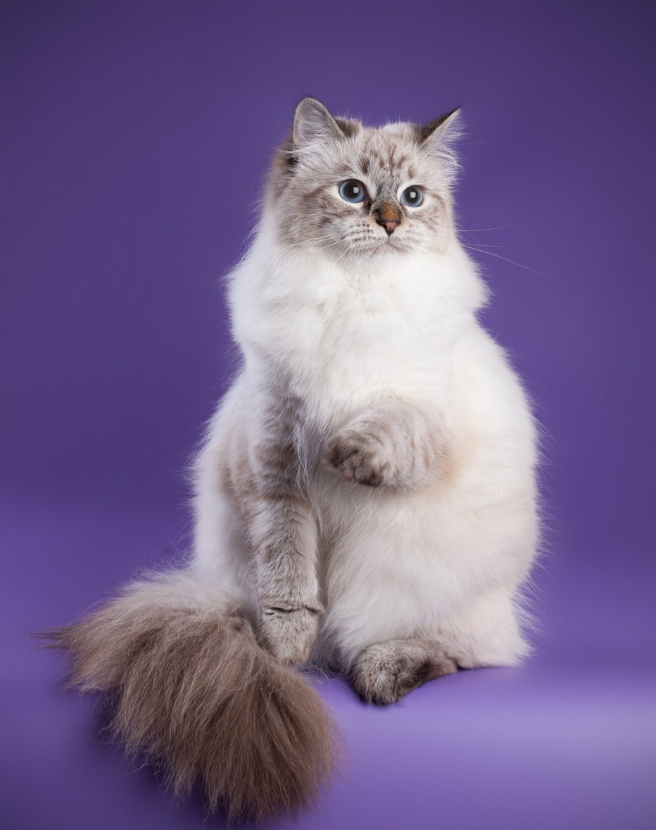 Невская маскарадная кошка