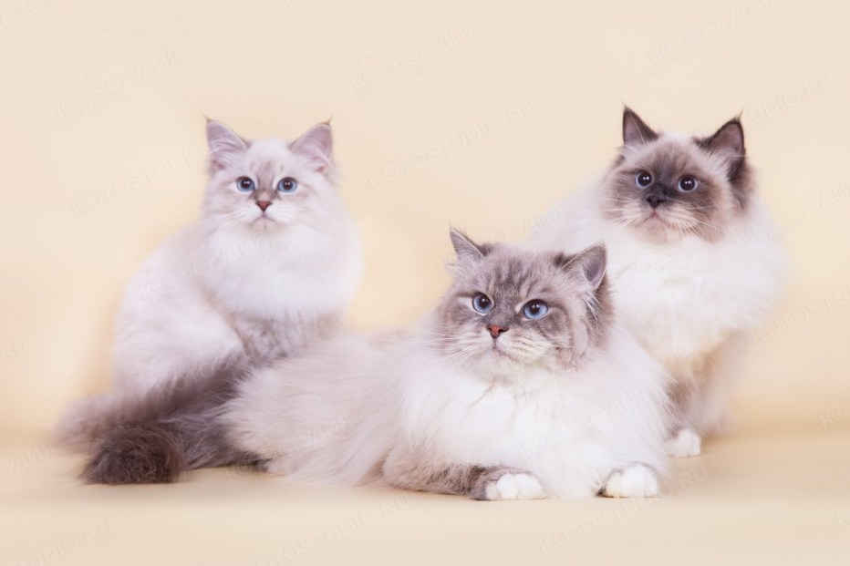 Невская маскарадная котята