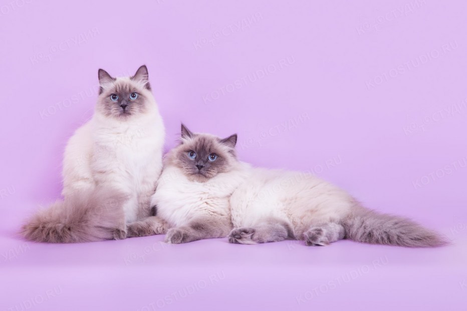 Невская маскарадная котята