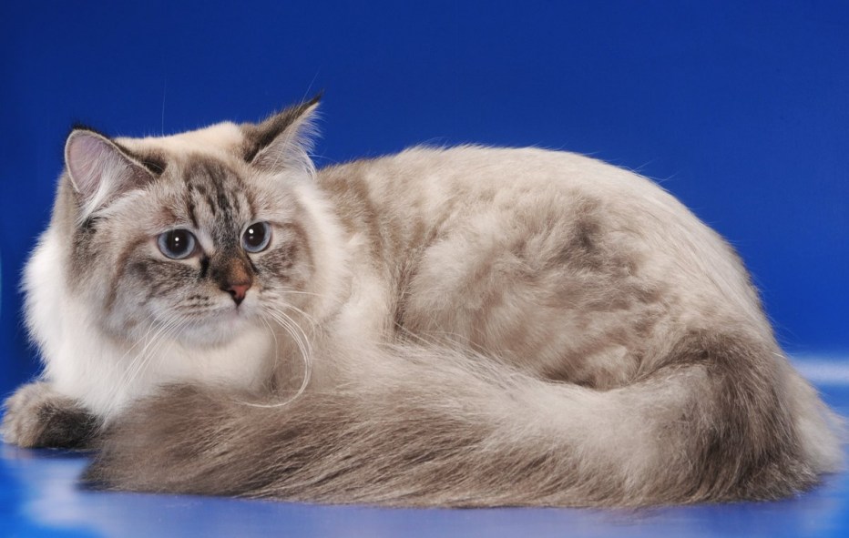 Невская маскарадная котята