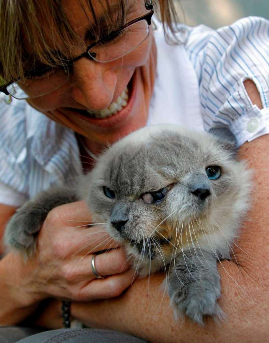 Двуликий кот Фрэнк