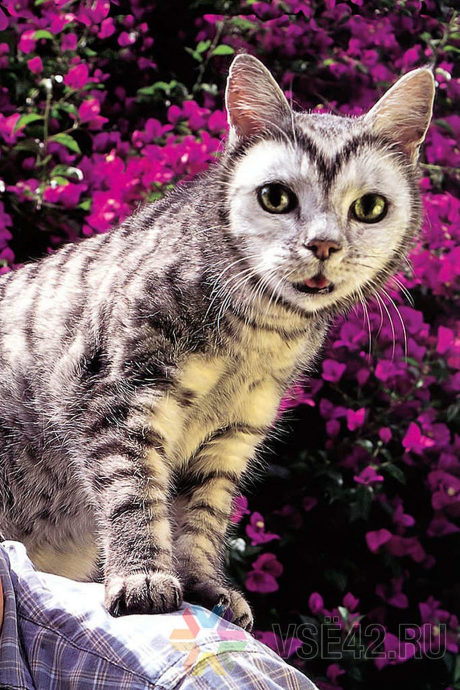 Самый маленький кот на планете