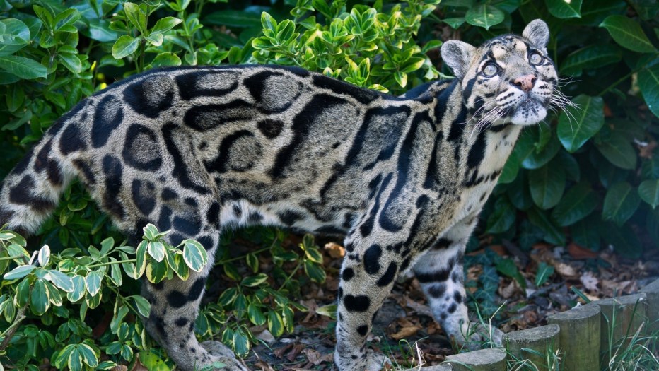 Ягуарунди кошка