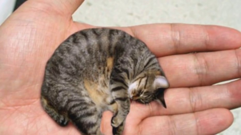 Самые маленькие котята мира!!!