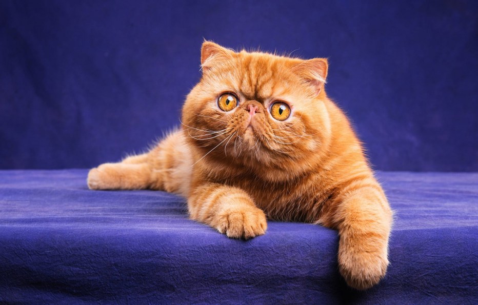 Рыжий персидский кот
