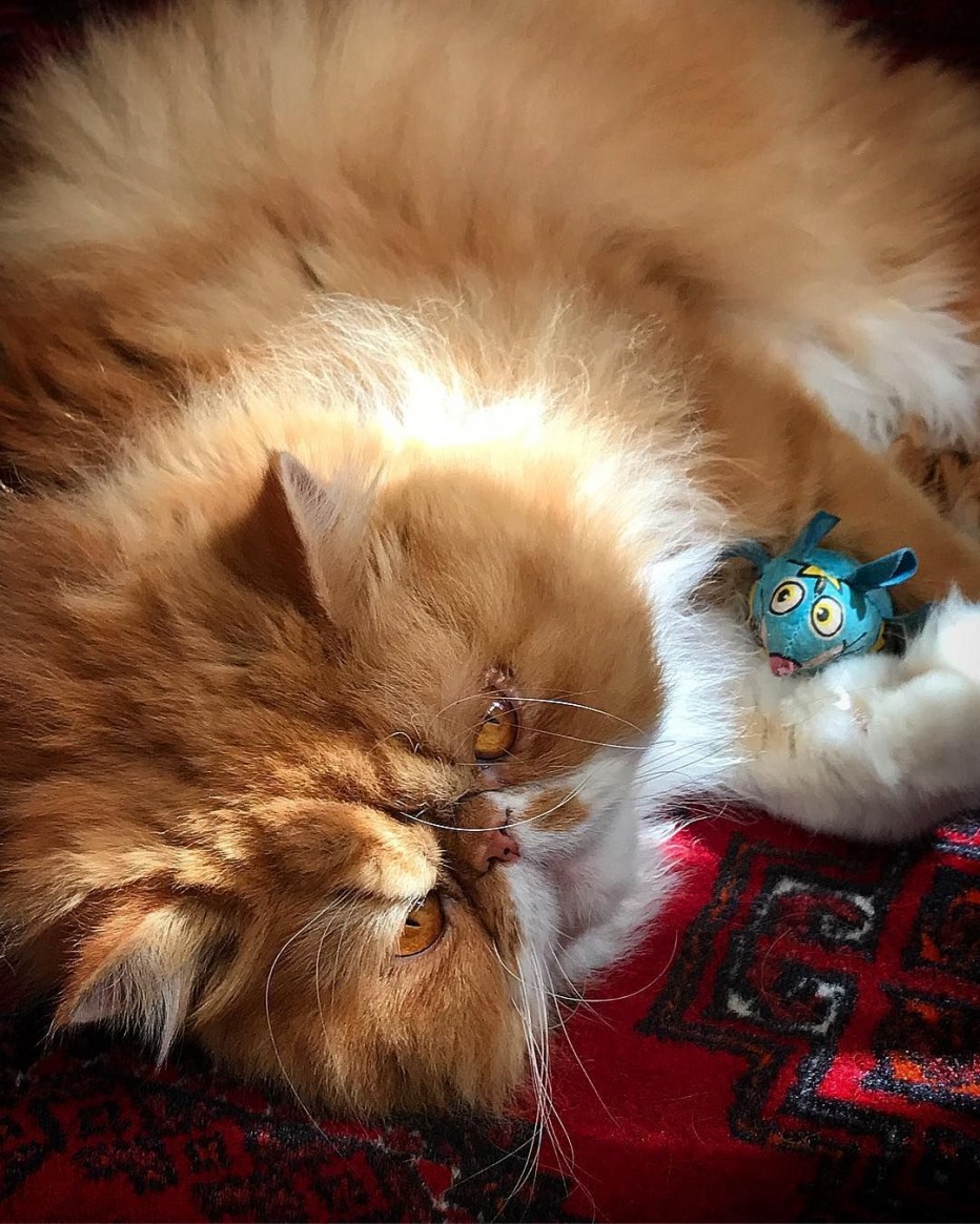 Рыжий персидский кот