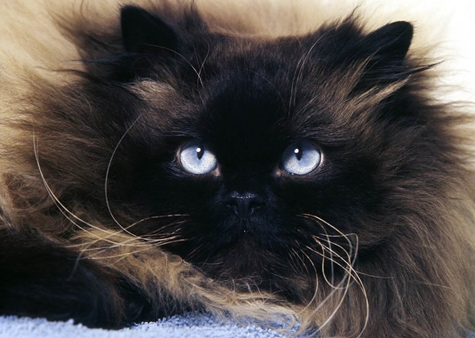 Гималайская кошка котенок