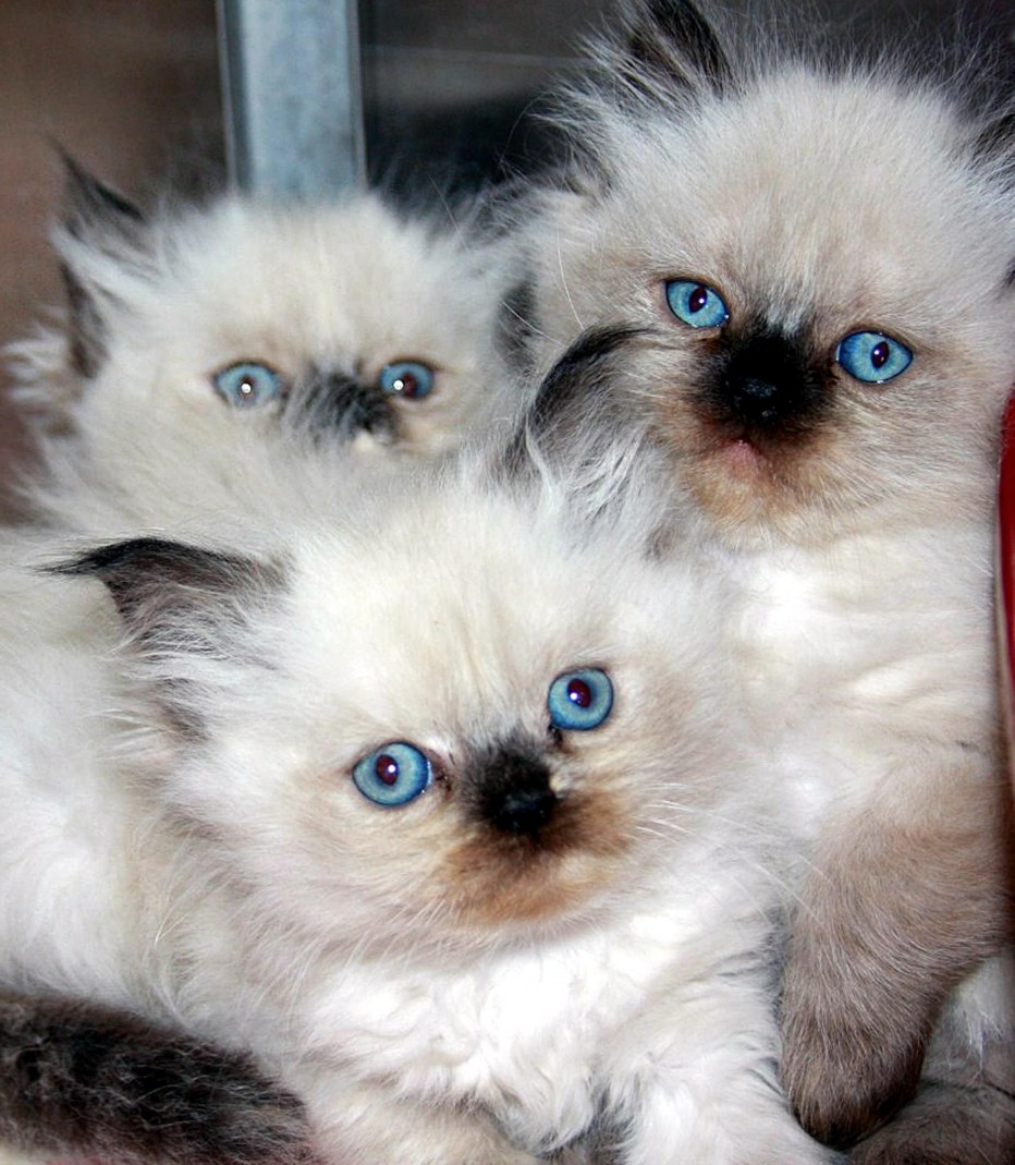 Гималайская кошка котенок