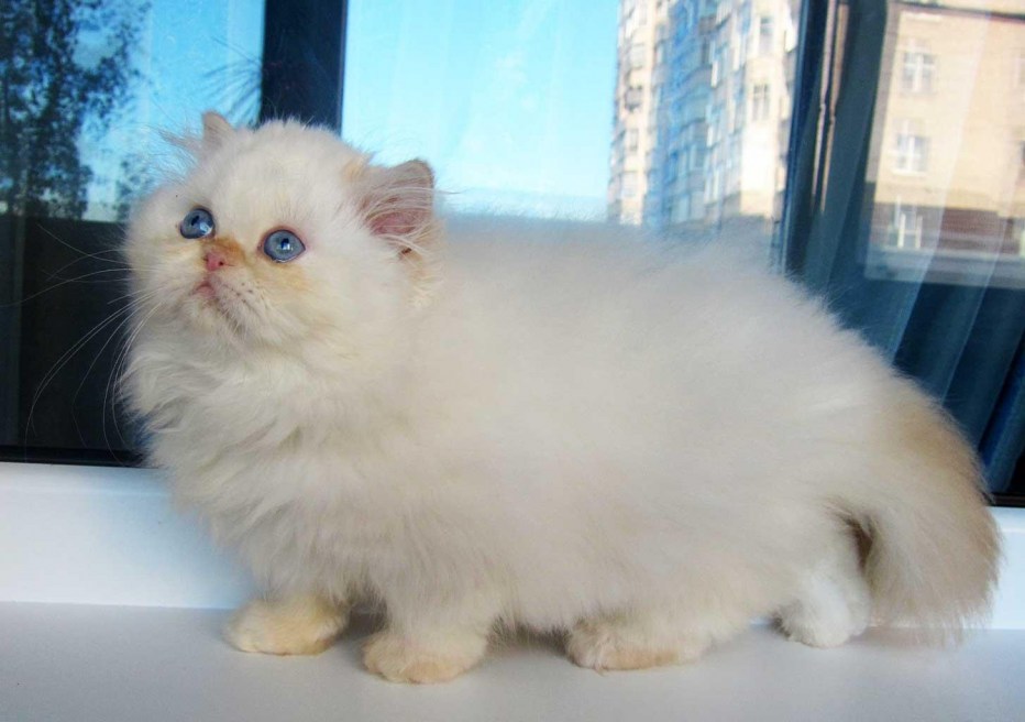 Гималайская кошка рыжая