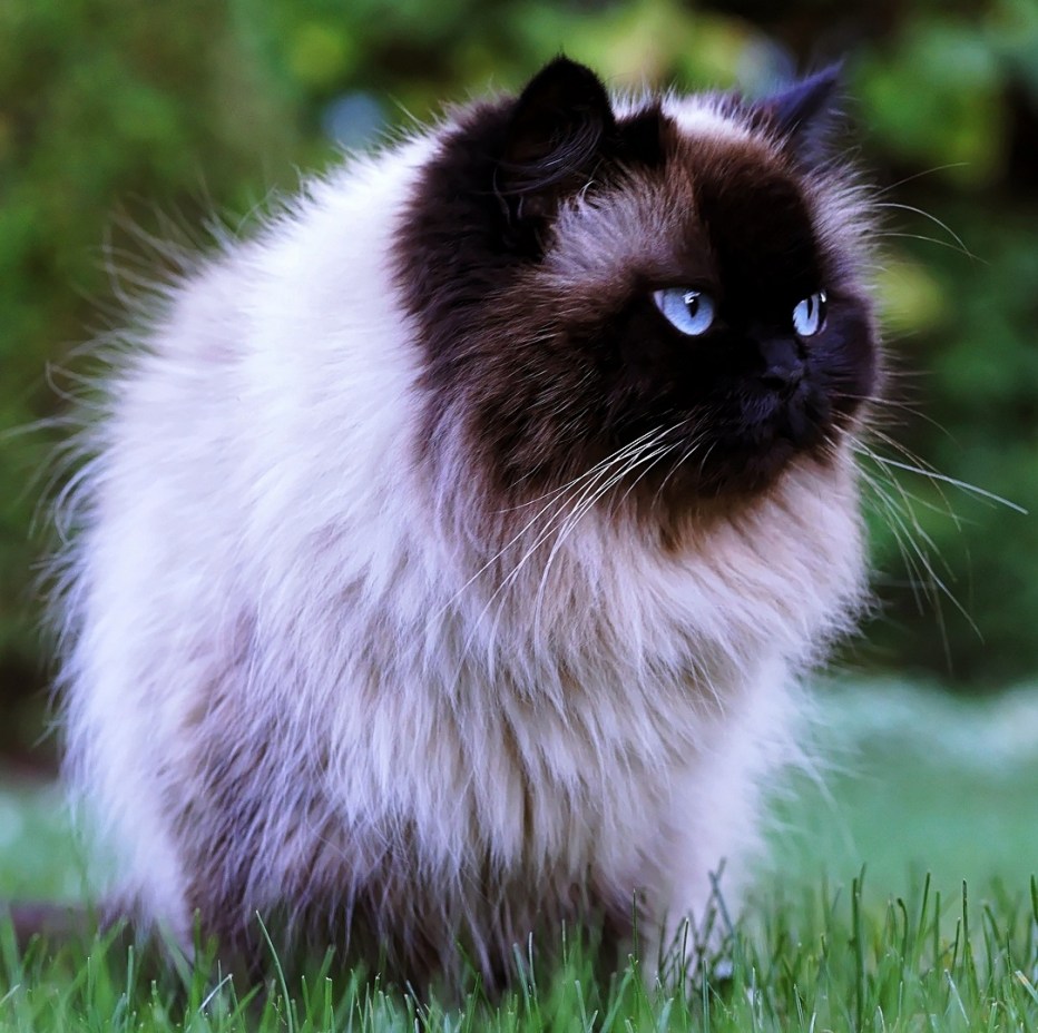 Гималайская кошка