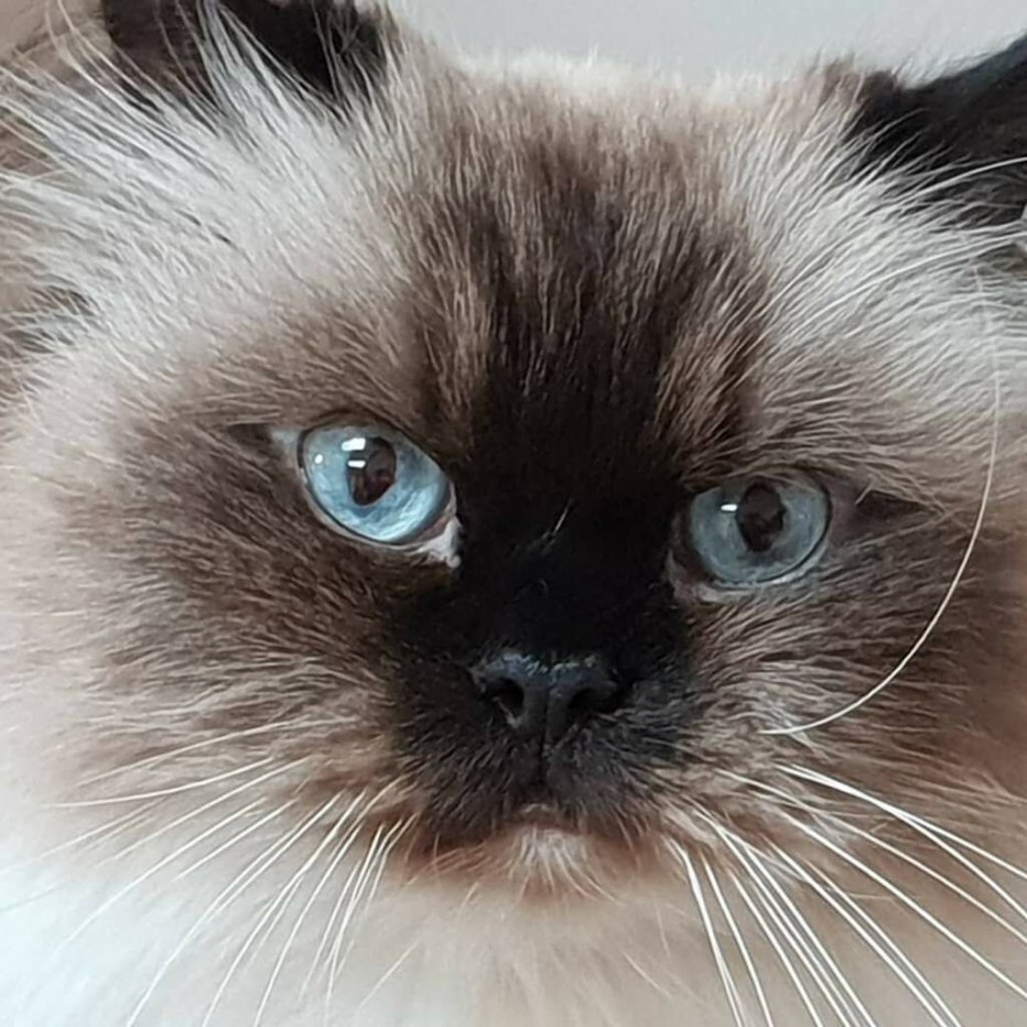 Кошка Гималайский колор поинт