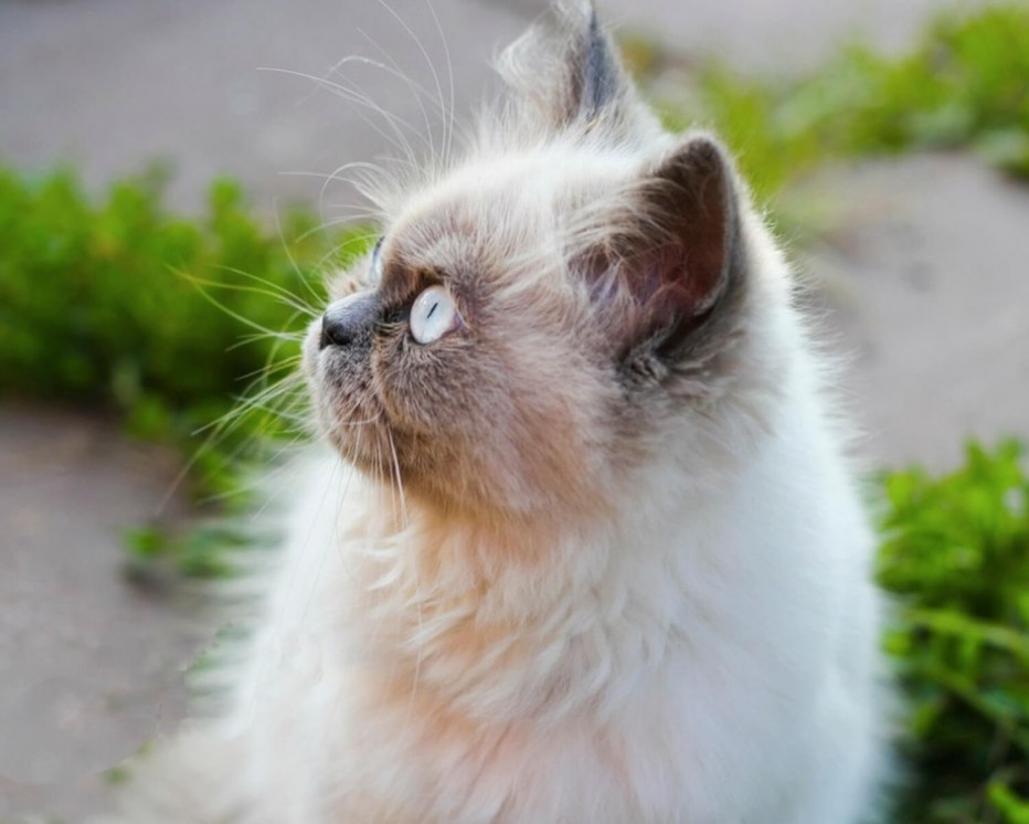 Гималайская голубая кошка