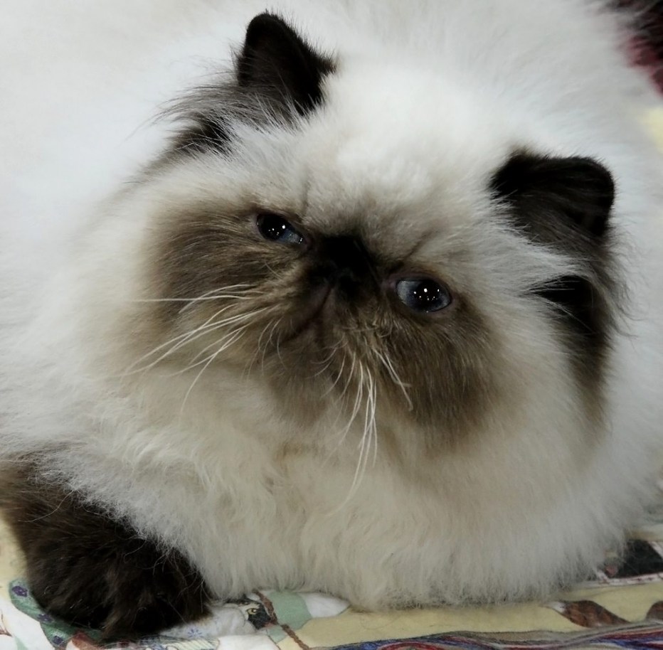 Гималайская Персидская кошка
