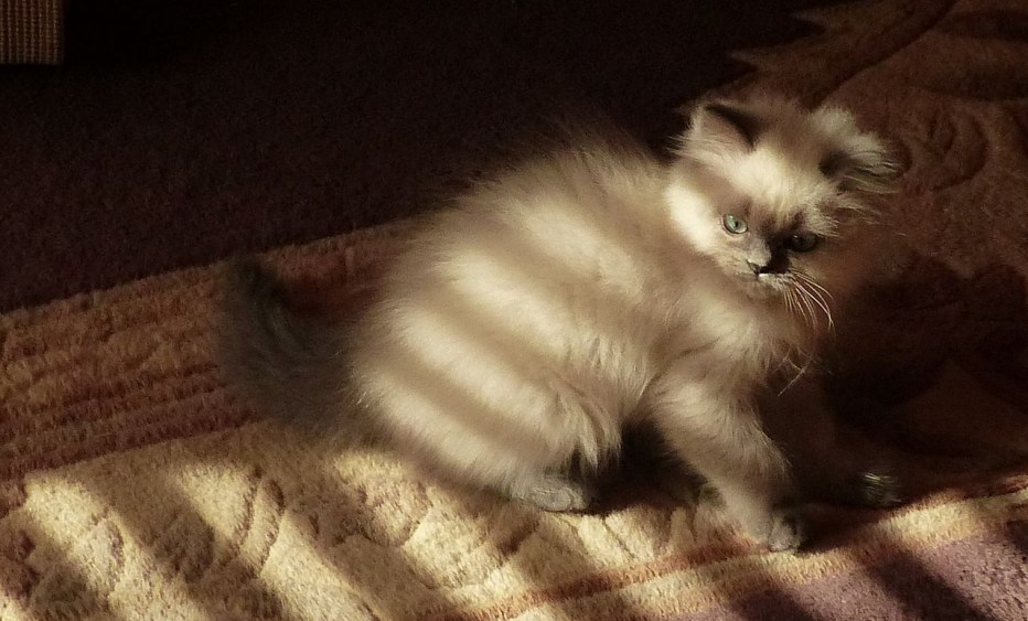 Гималайская кошка котенок