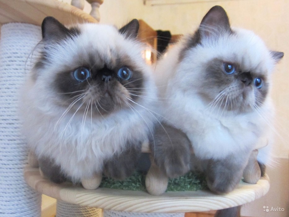 Гималайская кошка котенок