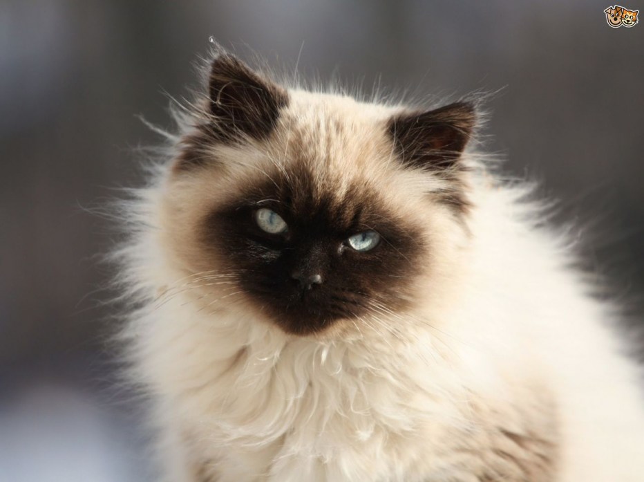 Гималайская вислоухая кошка