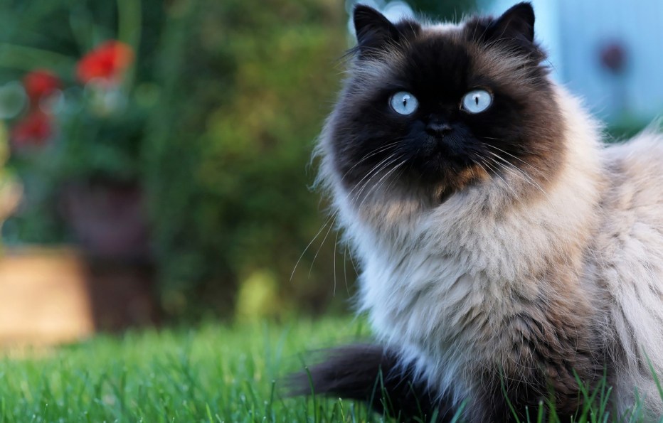 Гималайская кошка серая
