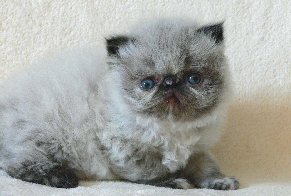 Гималайские котята маленькие
