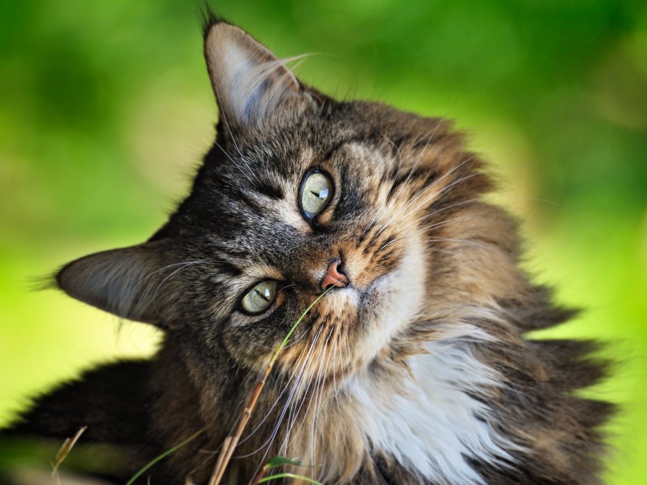Красивые котики