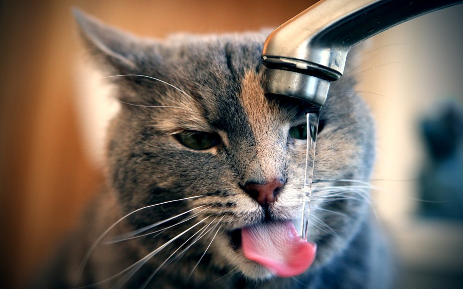 Смешные котики