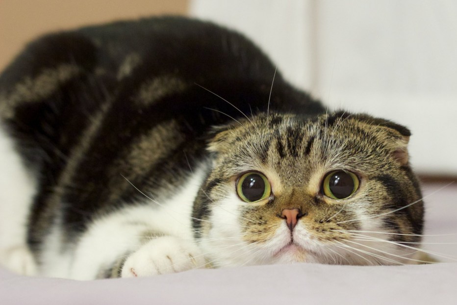 Смешной кот