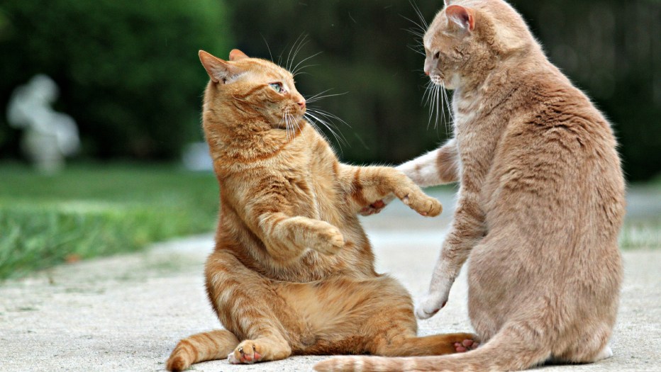Коты дерутся