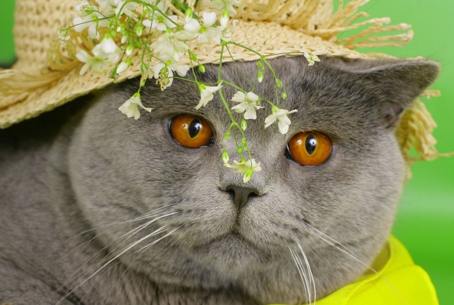 Красивые британские коты