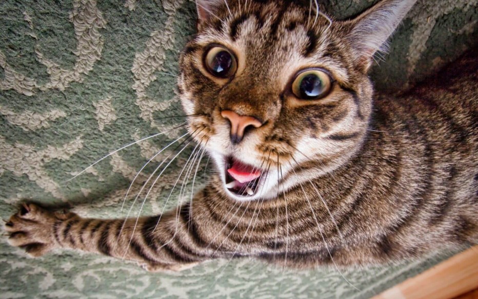 Котенок Оцелот