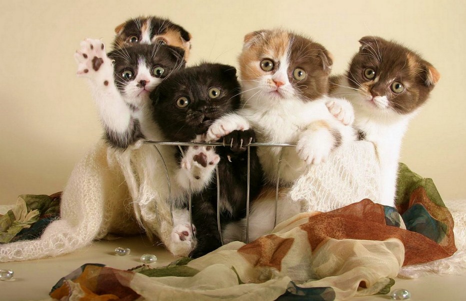 Забавный смешной котенок