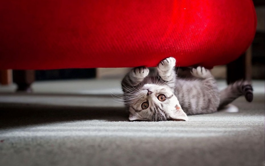 Кот под диваном