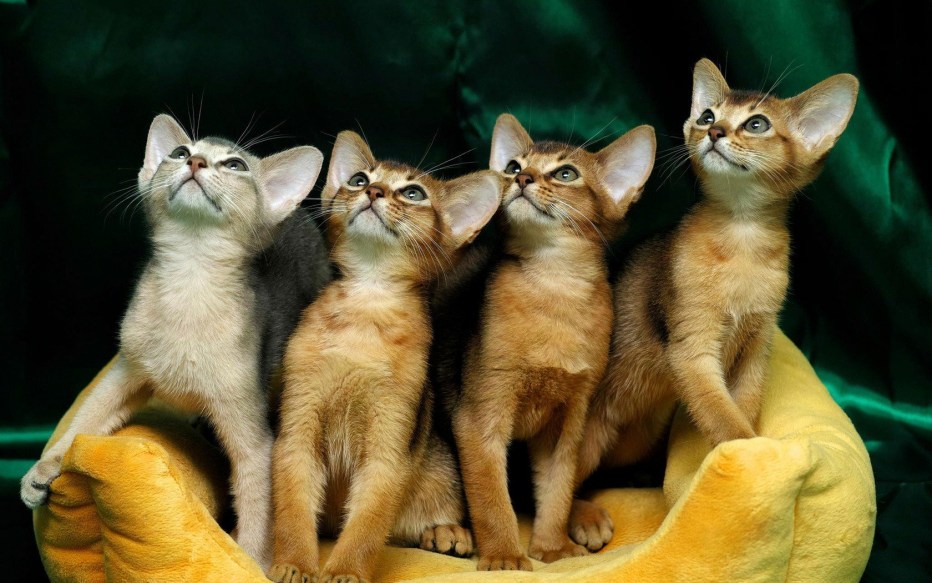 Сомалийская кошка и Абиссинская кошка