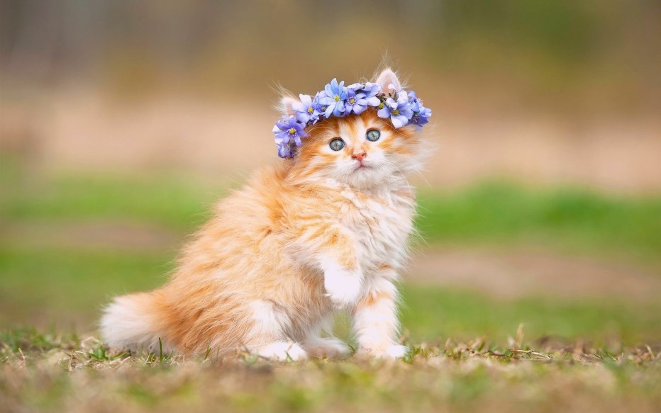 Красивые котики