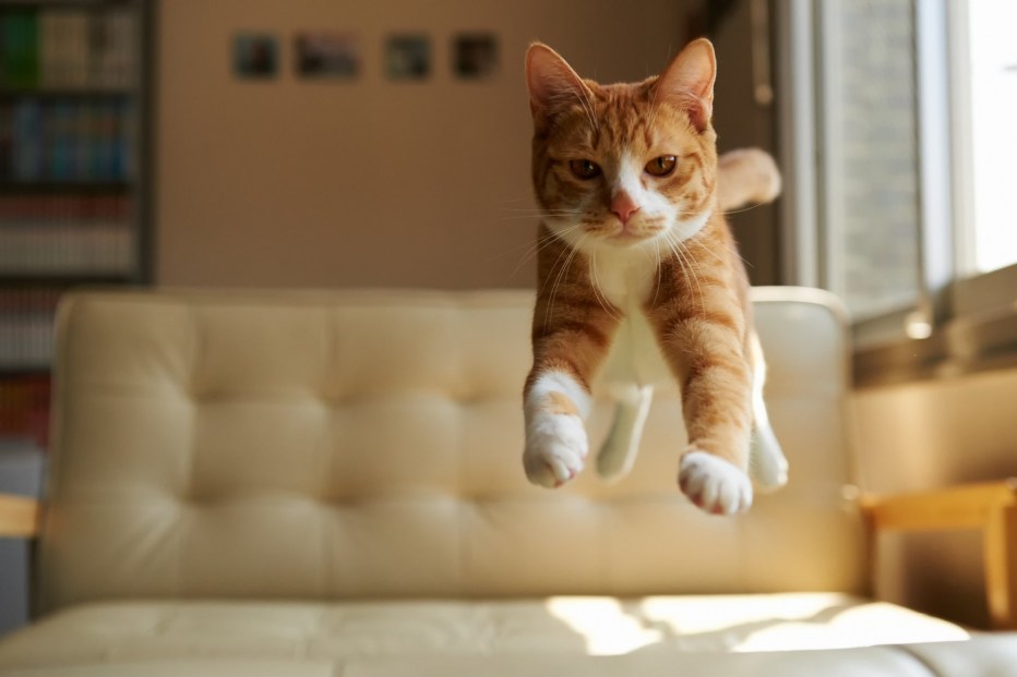 Веселые коты