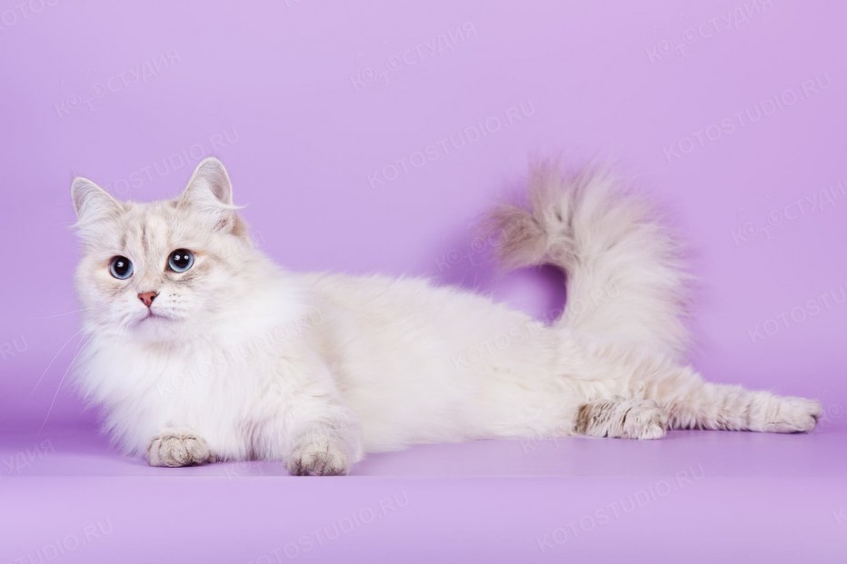 Невская маскарадная кот